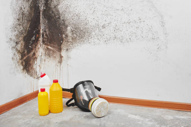 Best Mold Removal Company Near Me  in Poteet, TX