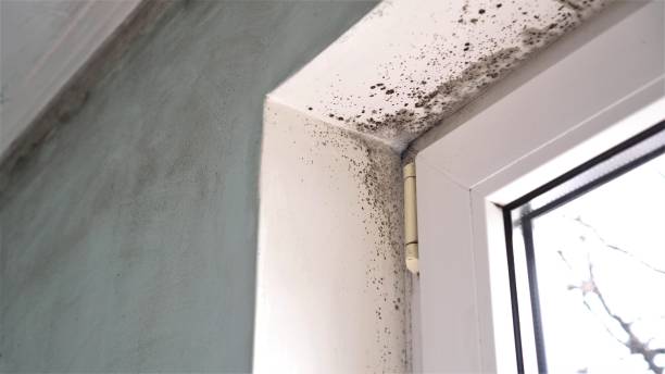 Best Mold Testing  in Poteet, TX