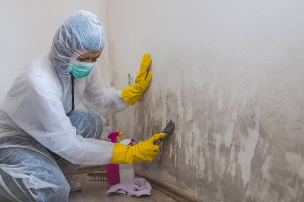 Best Black Mold Removal  in Poteet, TX