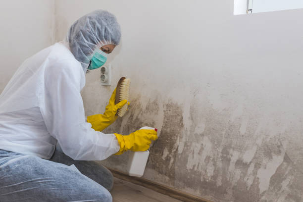 Best Mold Damage Repair  in Poteet, TX