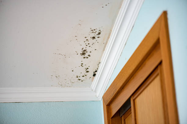 Best Professional Mold Removal  in Poteet, TX