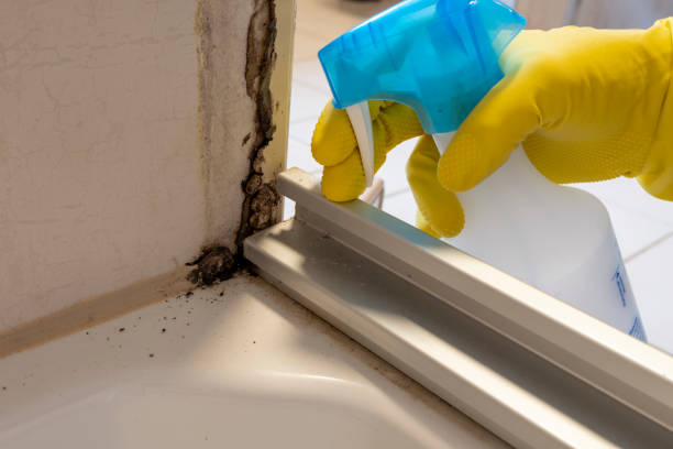 Best Emergency Mold Removal  in Poteet, TX