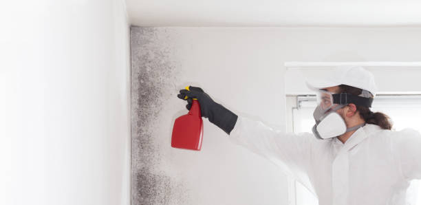 Best Toxic Mold Removal  in Poteet, TX