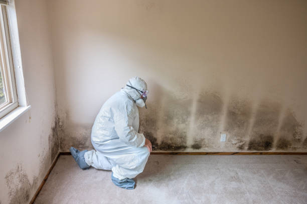 Best Best Mold Removal Companies  in Poteet, TX