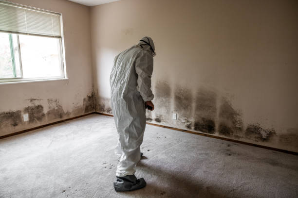 Best Local Mold Removal Service  in Poteet, TX