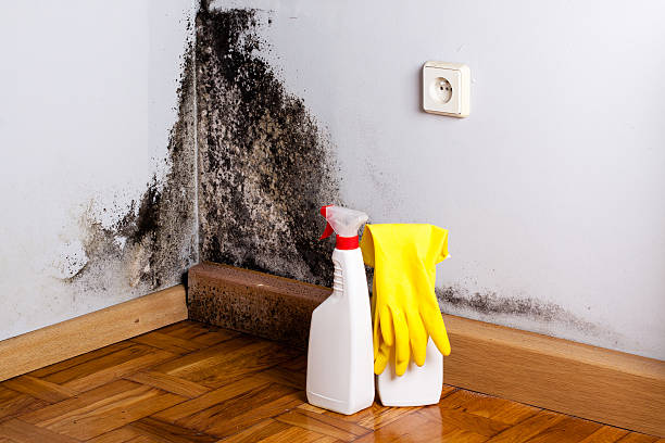 Best Attic Mold Removal  in Poteet, TX