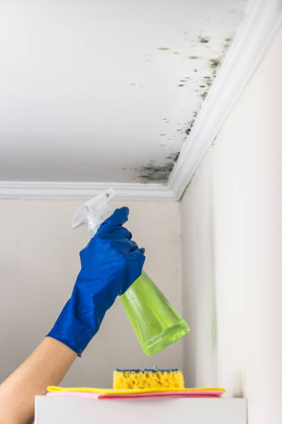 Mold Removal Process in Poteet, TX