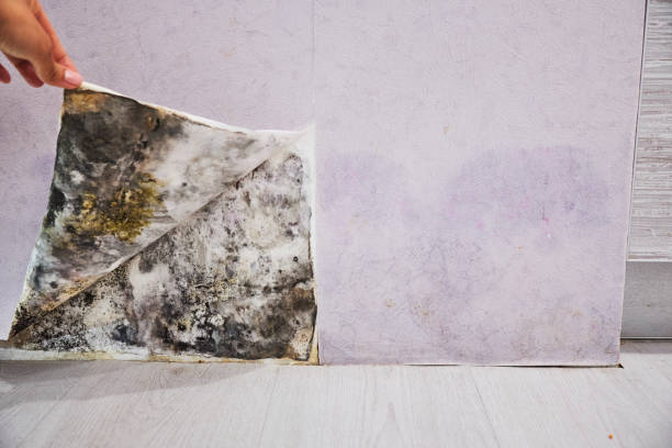 Best Fast Mold Removal  in Poteet, TX